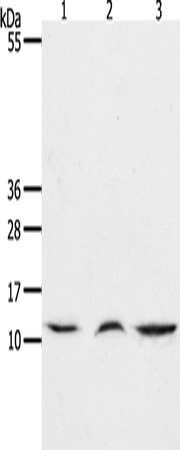 Anti-CCL17 Rabbit Polyclonal Antibody
