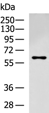 Anti-CRMP5 Rabbit Polyclonal Antibody