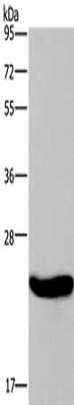 Anti-CRH Rabbit Polyclonal Antibody