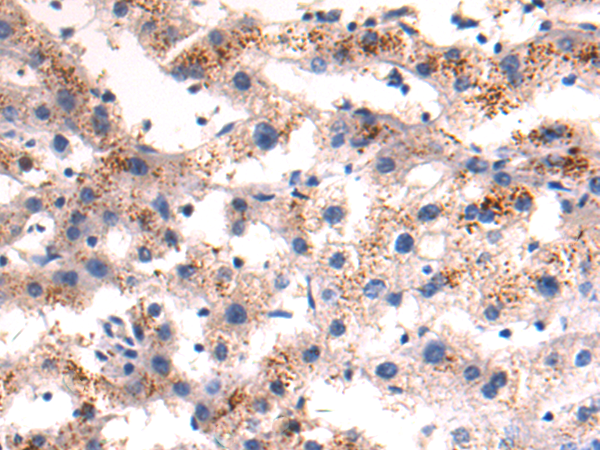 Anti-Gap Junction delta 2 Protein Rabbit Polyclonal Antibody