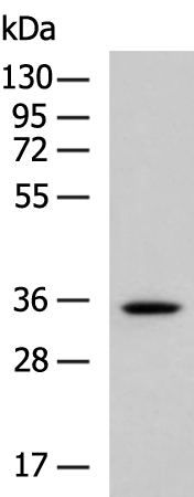 Anti-Gap Junction delta 2 Protein Rabbit Polyclonal Antibody