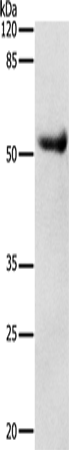 Anti-Dopamine Receptor D4 Rabbit Polyclonal Antibody
