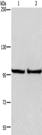 Anti-eIF4G2 Rabbit Polyclonal Antibody