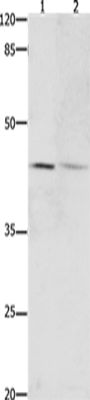 Anti-DAP3 Rabbit Polyclonal Antibody