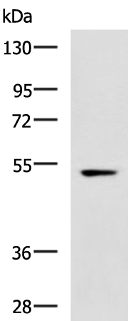 Anti-Endothelin Receptor B Rabbit Polyclonal Antibody