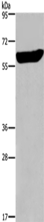 Anti-EGR4 Rabbit Polyclonal Antibody