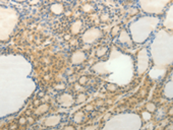 Anti-SLC9A3 Rabbit Polyclonal Antibody