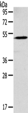 Anti-GABA A Receptor rho 1 Rabbit Polyclonal Antibody
