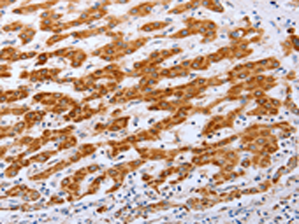Anti-Claudin 10 Rabbit Polyclonal Antibody