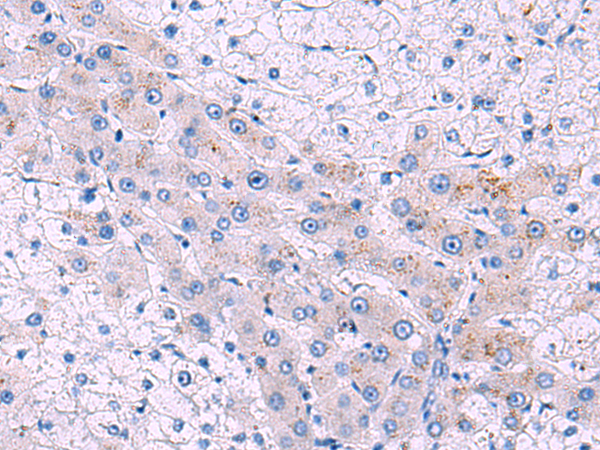 Anti-GFRA2 Rabbit Polyclonal Antibody