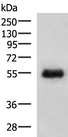 Anti-GFRA2 Rabbit Polyclonal Antibody