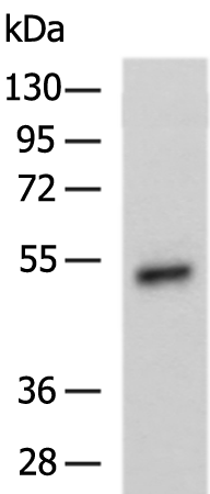 Anti-SLC2A12 Rabbit Polyclonal Antibody