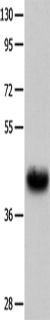 Anti-Urotensin 2 receptor Rabbit Polyclonal Antibody