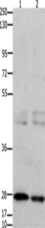 Anti-GNRHR Rabbit Polyclonal Antibody