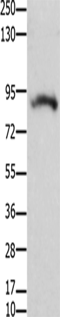 Anti-KCNH2  Rabbit Polyclonal Antibody