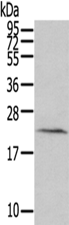 Anti-HINT3 Rabbit Polyclonal Antibody