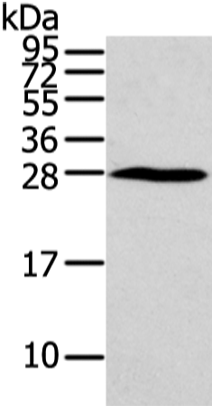 Anti-HOXC6 Rabbit Polyclonal Antibody