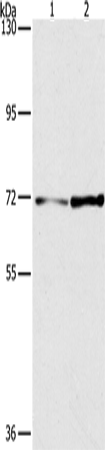 Anti-PPP1R13L Rabbit Polyclonal Antibody