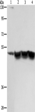 Anti-ING1 Rabbit Polyclonal Antibody