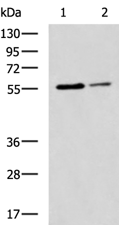 Anti-LAYN Rabbit Polyclonal Antibody