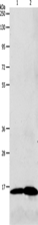 Anti-Luteinizing Hormone beta Rabbit Polyclonal Antibody