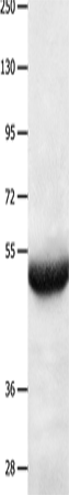 Anti-BPIFB3 Rabbit Polyclonal Antibody