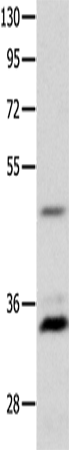 Anti-MC1R Rabbit Polyclonal Antibody