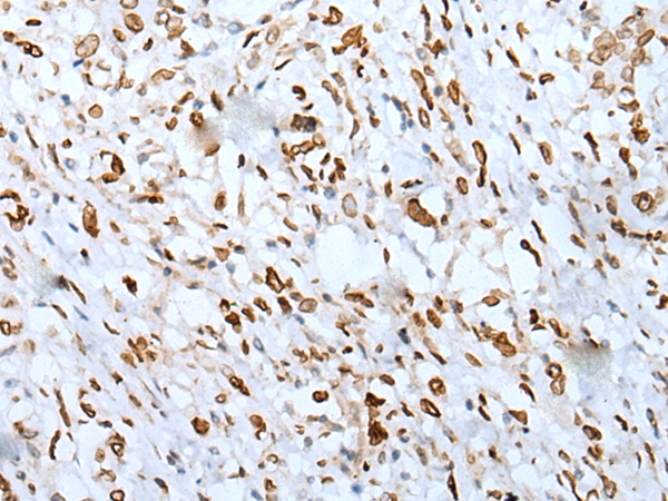 Anti-PIF1 Rabbit Polyclonal Antibody
