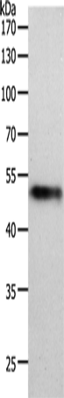 Anti-MIDN Rabbit Polyclonal Antibody