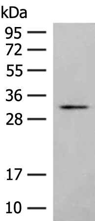 Anti-MMP26 Rabbit Polyclonal Antibody