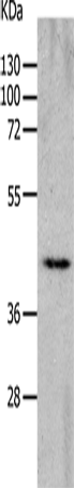 Anti-CHRFAM7A Rabbit Polyclonal Antibody