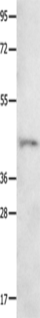 Anti-NTSR1 Rabbit Polyclonal Antibody