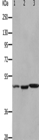 Anti-HCRTR2 Rabbit Polyclonal Antibody
