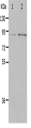 Anti-PIBF1 Rabbit Polyclonal Antibody