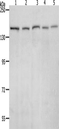 Anti-Rad50 Rabbit Polyclonal Antibody