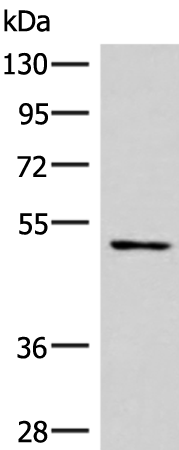 Anti-Smad7 Rabbit Polyclonal Antibody