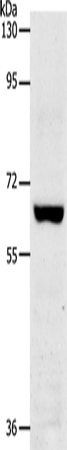 Anti-TRAF7 Rabbit Polyclonal Antibody