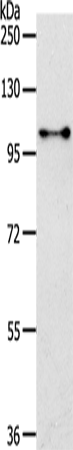 Anti-NFATC4 Rabbit Polyclonal Antibody