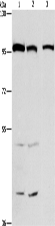 Anti-ANAPC4 Rabbit Polyclonal Antibody