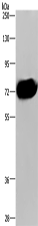 Anti-APC6 Rabbit Polyclonal Antibody