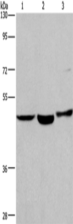 Anti-APMAP Rabbit Polyclonal Antibody