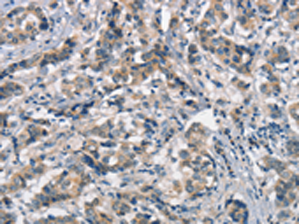 Anti-ApoA1BP Rabbit Polyclonal Antibody
