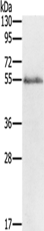Anti-Gap Junction alpha 9 Protein Rabbit Polyclonal Antibody