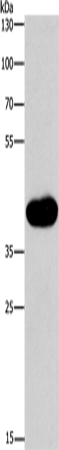 Anti-MAPK13 Rabbit Polyclonal Antibody
