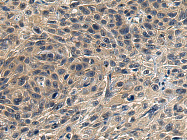 Anti-Bok Rabbit Polyclonal Antibody