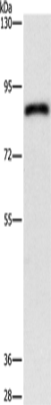 Anti-APEH  Rabbit Polyclonal Antibody
