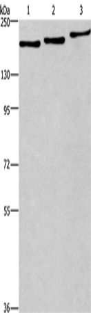 Anti-BAT3 Rabbit Polyclonal Antibody