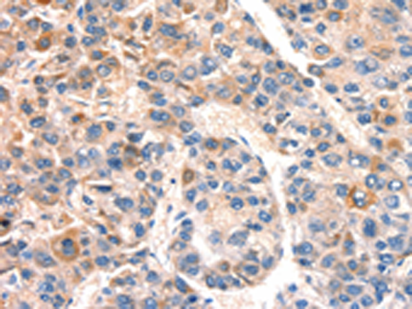 Anti-Bcl3 Rabbit Polyclonal Antibody