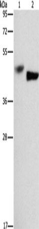 Anti-Bcl3 Rabbit Polyclonal Antibody