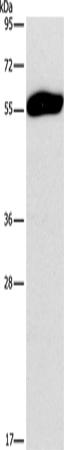 Anti-SPAG6 Rabbit Polyclonal Antibody